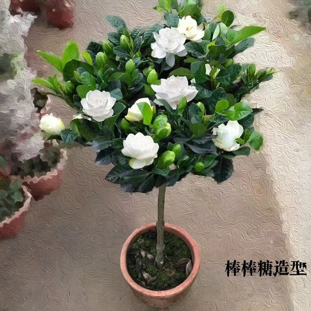 浓香栀子花老桩带苞盆栽图片