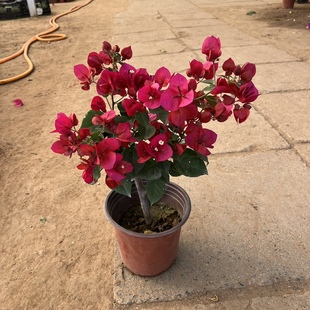 三角梅盆栽带花发货四季 开花绿植好养室外绿樱红樱重瓣花卉除甲醛