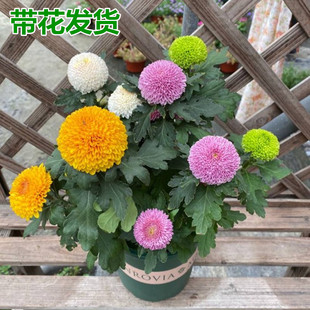 乒乓菊盆栽重瓣球菊花苗室内阳台开花植物带花花卉花期长耐寒耐热