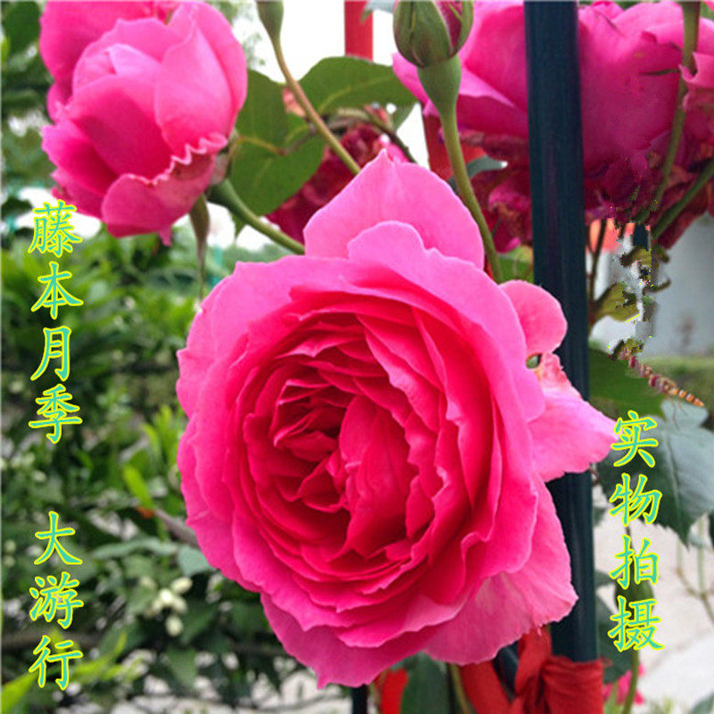 大游行藤本月季大花浓香欧月爬藤蔷薇花苗植物庭院玫瑰花卉盆栽,鲜花速递/花卉仿真/绿植园艺,月季/蔷薇/玫瑰,淘宝优惠券,粉丝福利购,淘宝优惠卷