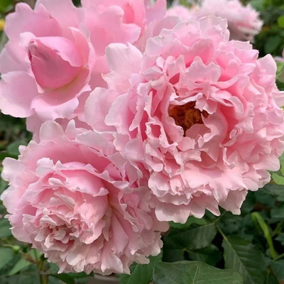 索菲罗莎玫瑰苏菲罗莎新品藤本欧月季玫瑰花苗大花浓香抗病四季开