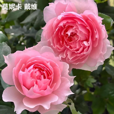 莫妮卡戴维大花浓香月季带美人尖