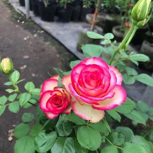 梦露月季 节开花植物大花型灌木切花抗病耐开 玫瑰花苗阳台庭院多季