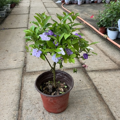 紫白双色茉莉独杆棒棒糖型盆栽四季开花浓香型植物阳台庭院带花苞