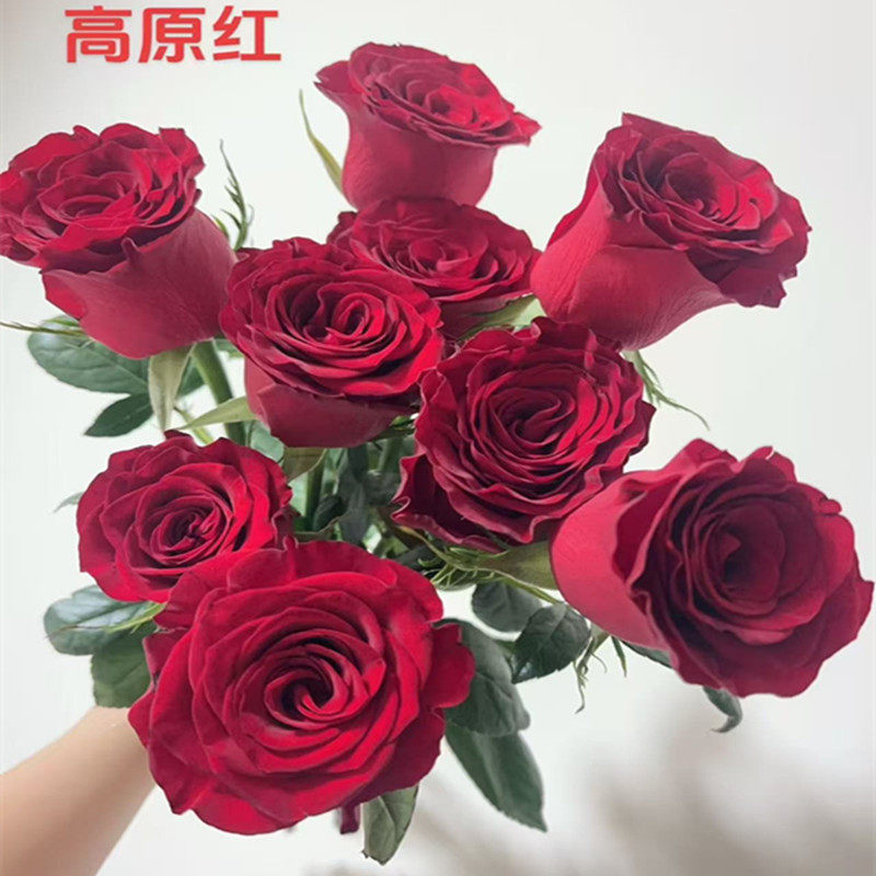 高原红玫瑰切花月季四季开花红玫瑰抗病耐热浓香阳台盆栽庭院花卉,鲜花速递/花卉仿真/绿植园艺,月季/蔷薇/玫瑰,淘宝优惠券,粉丝福利购,淘宝优惠卷