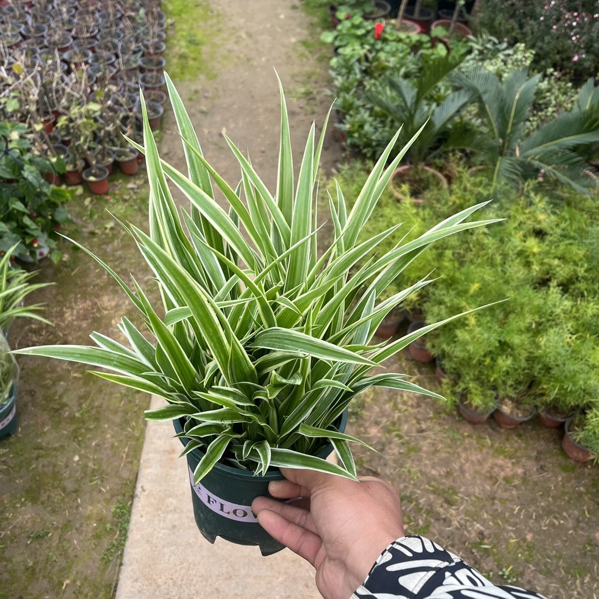 基地直发大盆金心吊兰带花剑藤吊绿植盆栽花卉室内净化空气除甲醛