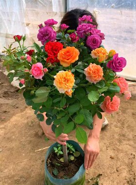 带花苞发货原盆土顺丰包邮包对版