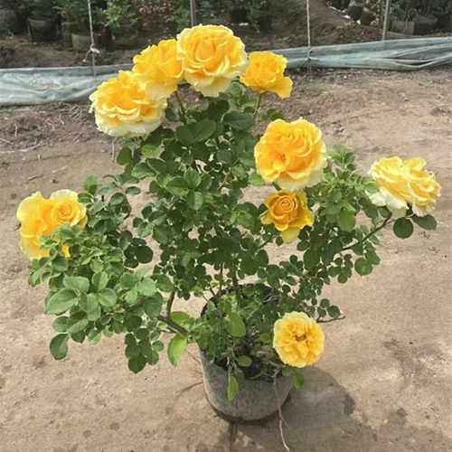 浓香贝壳多季开花阳台月季