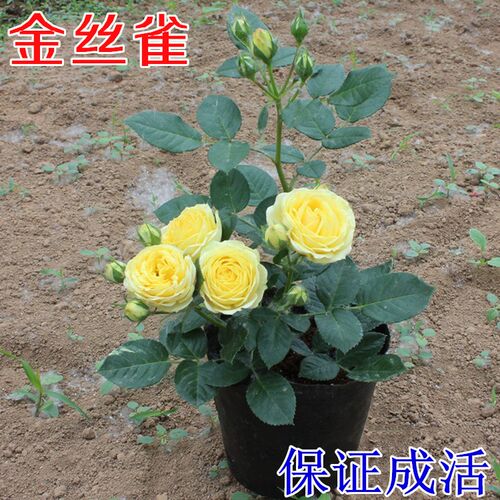 金丝雀灌木月季中大苗四季开花