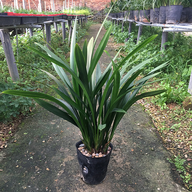 报岁兰除甲醇办公室绿植盆栽包邮