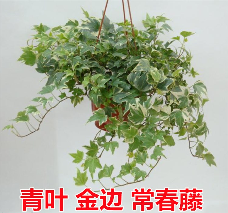 常春藤吊兰篮植物盆栽常青藤花卉装修房净化空气吸甲醛苯室内绿植 鲜花速递/花卉仿真/绿植园艺 绿植 原图主图