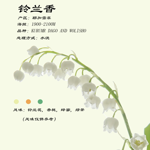 埃塞俄比亚 G1 水洗 铃兰香  手冲咖啡豆 挂耳咖啡 高品质 咖啡豆