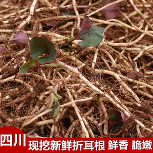 四川鱼腥草新鲜折耳根蔬菜猪屁股农家纯天然时令蔬菜凉拌煮汤