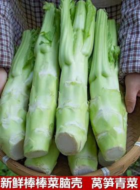 四川特产棒棒菜新鲜蔬菜青菜头莴笋青菜脑壳芥菜苔菜笋时令蔬菜