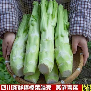 四川特产棒棒菜新鲜蔬菜青菜头莴笋青菜脑壳芥菜苔菜笋时令蔬菜