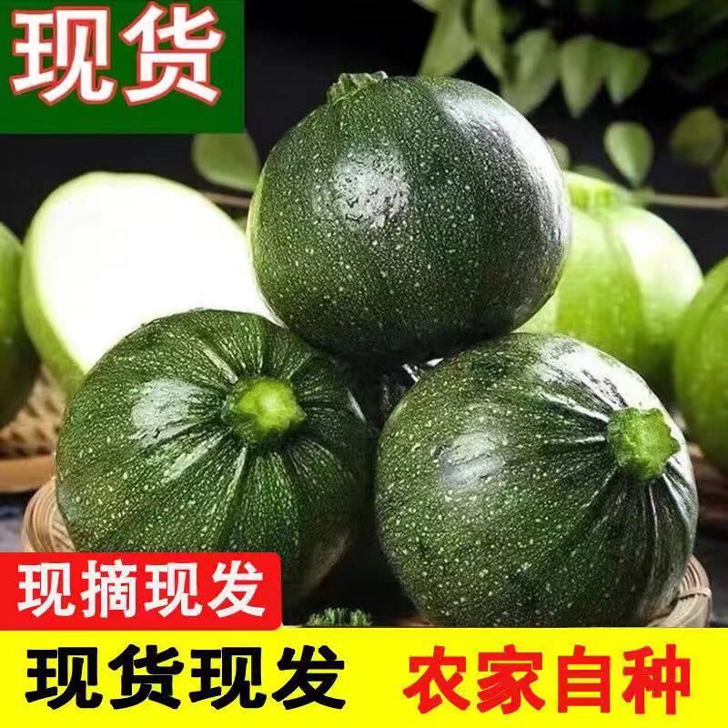 四川农家嫩南瓜新鲜现摘青南瓜迷你小南瓜圆南瓜炒丝时令蔬菜南瓜