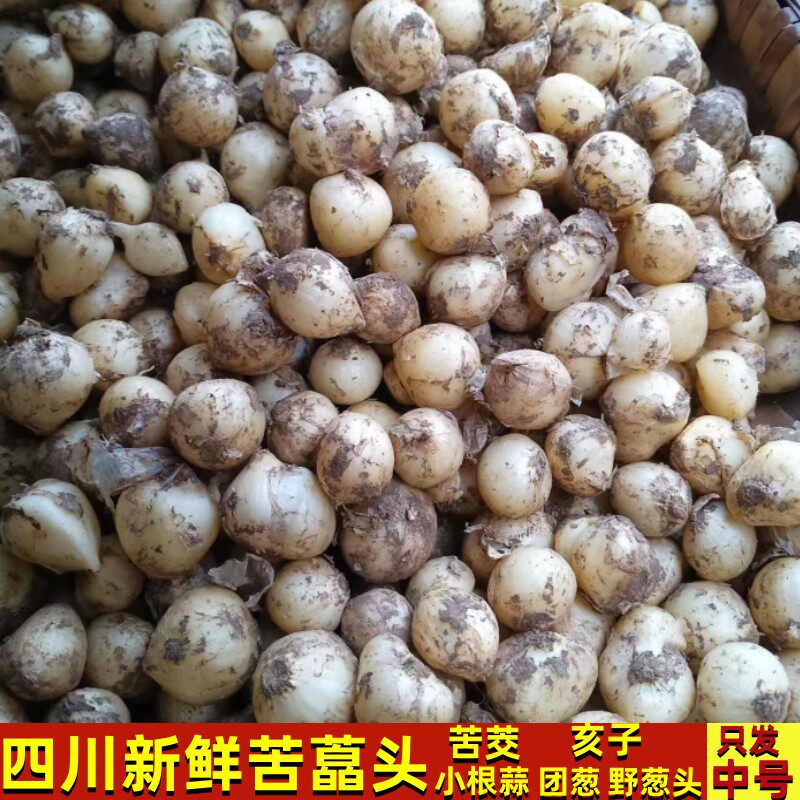 四川新鲜茭苦藠头野生小蒜苦野蒜头小跟蒜海子炖汤苦茭亥子食用