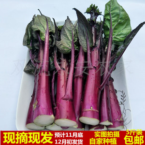 四川红油菜苔新鲜蔬菜紫菜苔红菜薹蜡光菜薹非湖北红油菜苔现摘