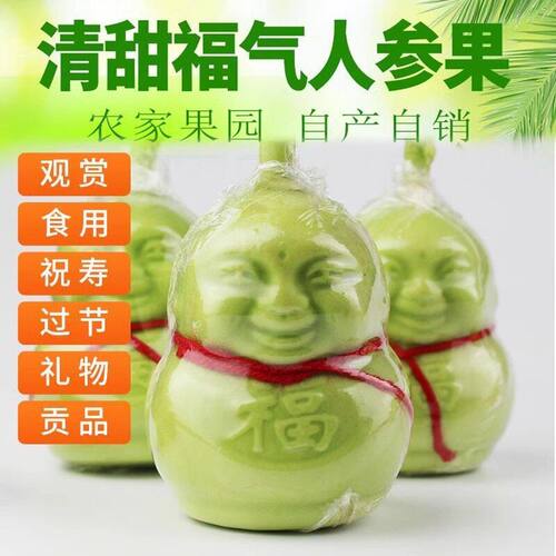 果人参果福娃水果贡果人形节日