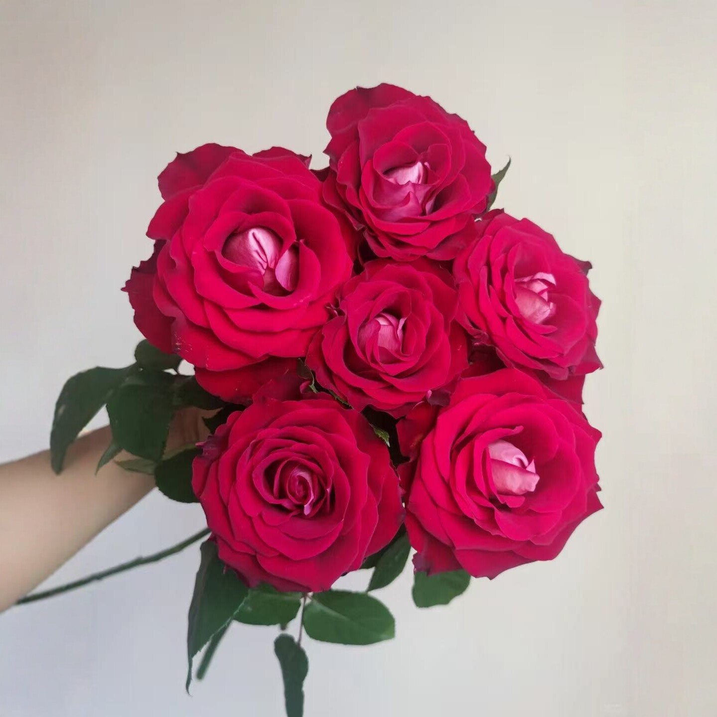 和弦冰上芭蕾海浪闺蜜杏仁奶糖甜蜜梦境香水玫瑰花鲜切花帝