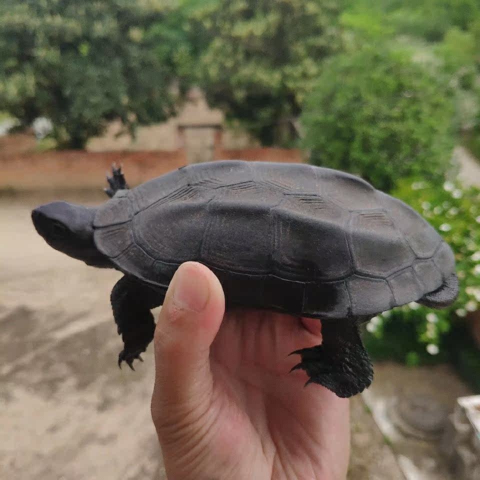 直播选龟专用链接