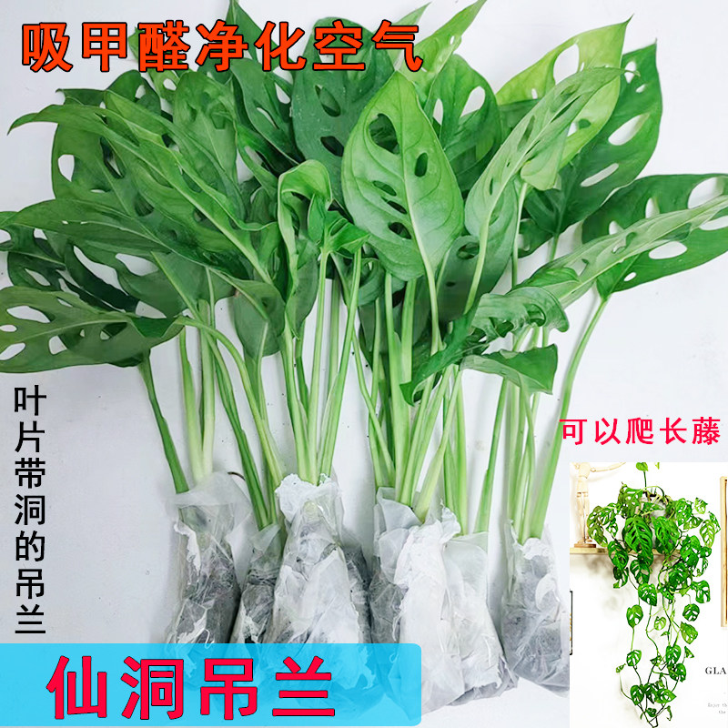 好养金钱树盆栽室内仙洞吊兰