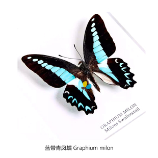 蓝带青凤蝶Graphium milon展翅小于80mmS型印尼产地