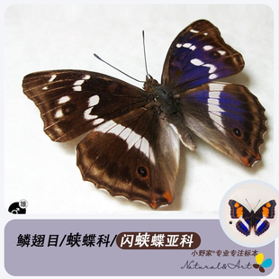 [闪蛱蝶亚科] 小野家紫闪蛱蝶蝴蝶标本未展翅原蝶定制装框精选