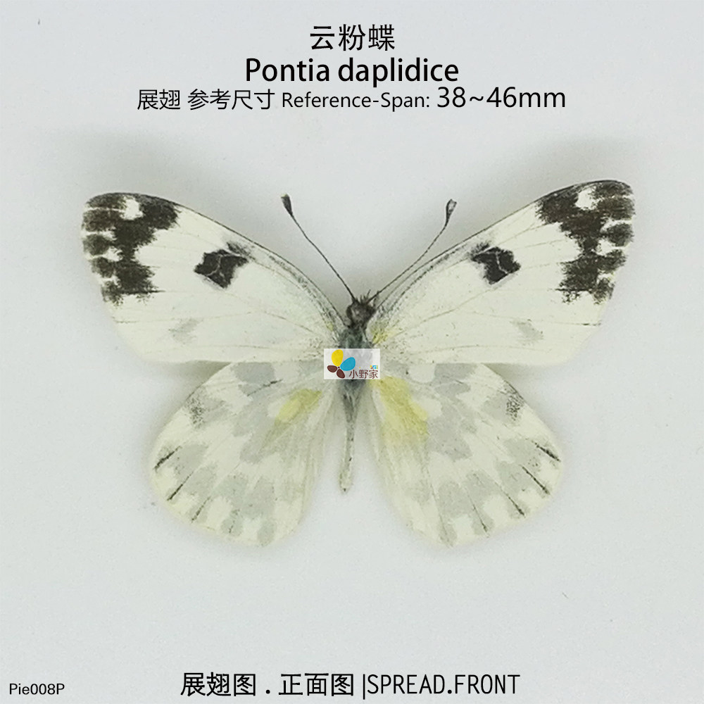 云粉蝶pontia edusa