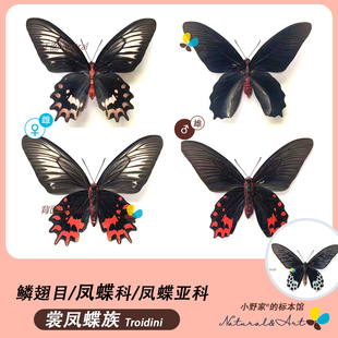 【shang凤蝶族】凤蝶亚科锤尾红斑麝凤蝶小野家专业专注标本原蝶