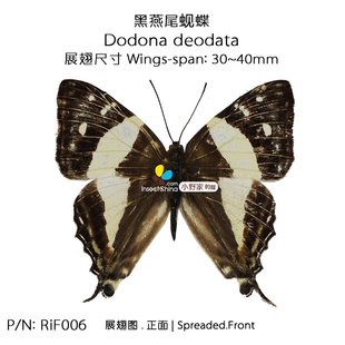 黑燕尾蚬蝶Dodona 45mm云南产地XS型 展翅37 deodata