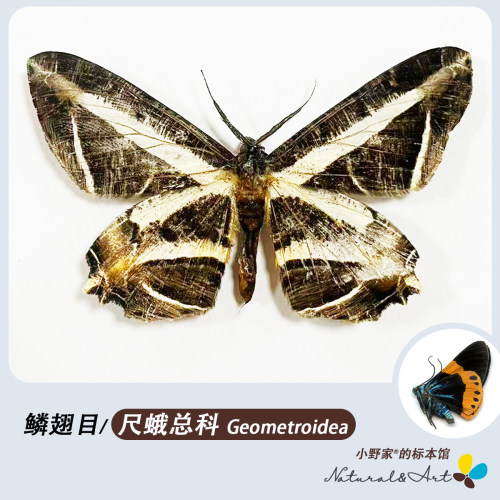尺蛾总科鳞翅目淡纹金星尺蛾
