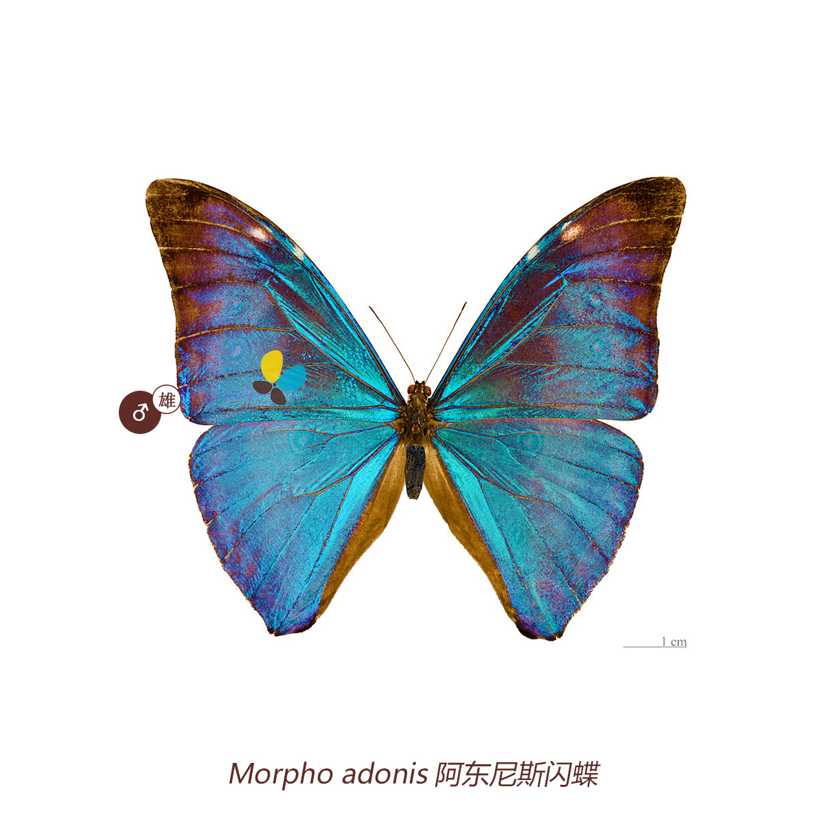 小野家蓝闪蝶标本 pair阿东尼斯闪蝶Morpho adonis 闪蝶原蝶 家居饰品 其他工艺饰品 原图主图