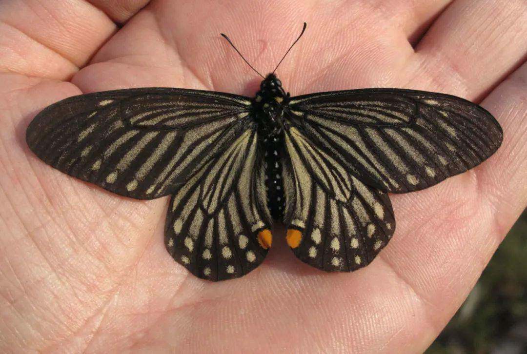 小黑斑凤蝶chilasa epycides