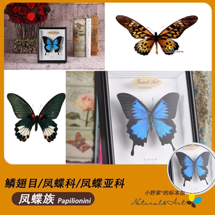凤蝶亚科【凤蝶族】真蝴蝶标本天堂凤蝶翡翠凤蝶小野家