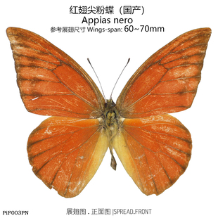 70mm 红翅尖粉蝶Appias nero S型60 中国