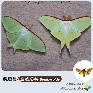 【蚕蛾总科】绿尾天蚕蛾巨大蚕蛾紫光箩纹蛾芝麻鬼脸天蛾清仓特价