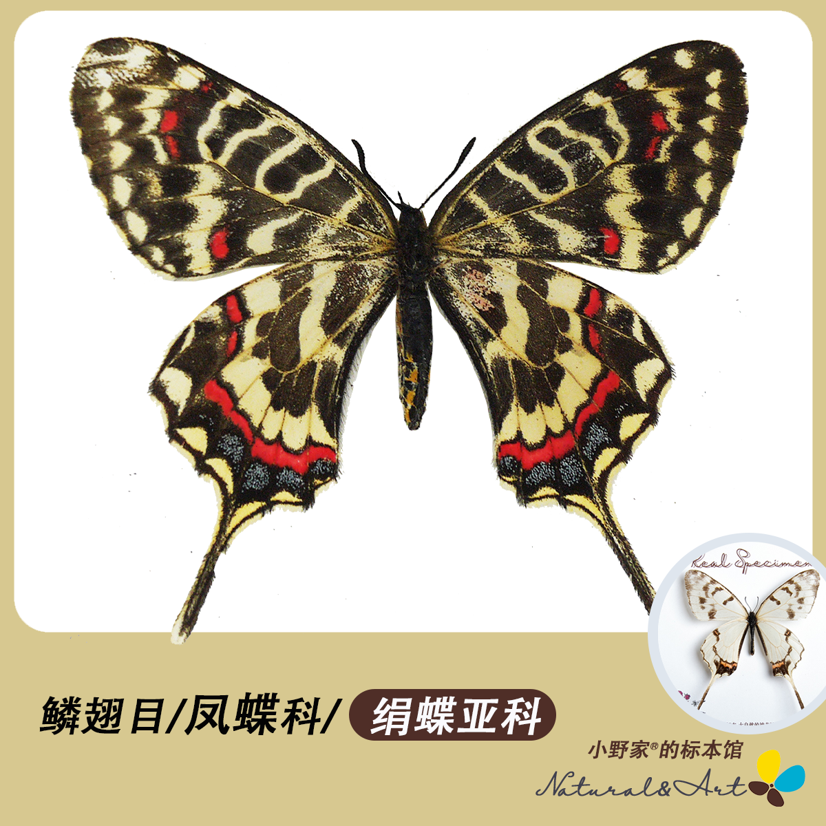 【绢蝶亚科】 小野家冰清绢蝶丝带凤蝶真蝴蝶标本原蝶科普展定制