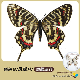 【绢蝶亚科】 小野家冰清绢蝶丝带凤蝶真蝴蝶标本原蝶科普展定制