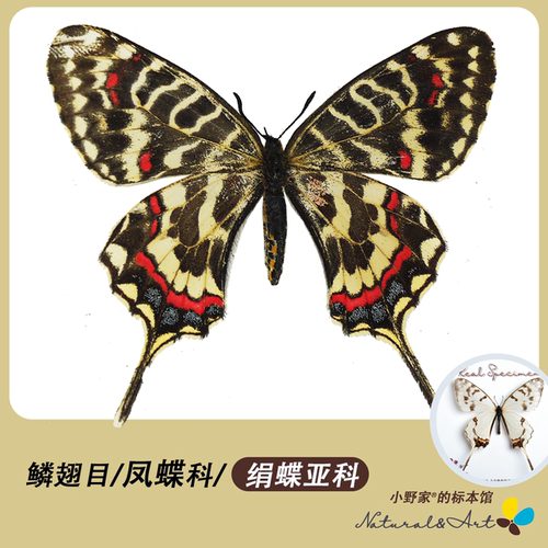 【绢蝶亚科】 小野家冰清绢蝶丝带凤蝶真蝴蝶标本原蝶科普展定制