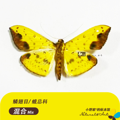 钩蛾螟蛾锚纹蛾真蝴蝶教学标本