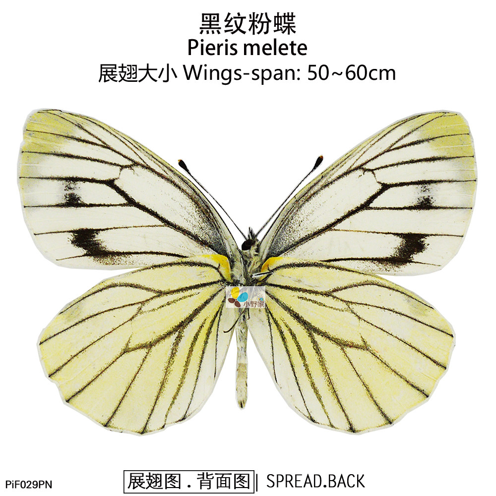 黑纹粉蝶pieris melete 50-60mm