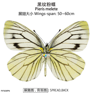 黑纹粉蝶Pieris 60mm melete