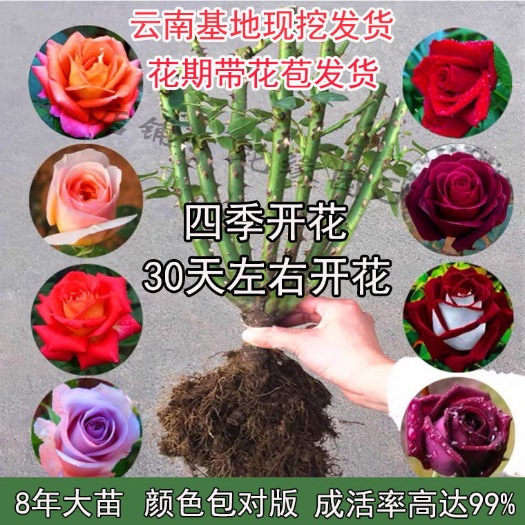 玫瑰花老桩苗云南特大花四季开花好养活蔷薇月季花卉植物浓香盆栽