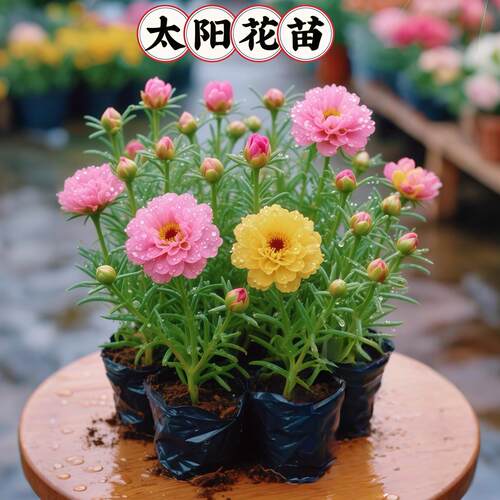 太阳花重瓣苗枝条盆栽混