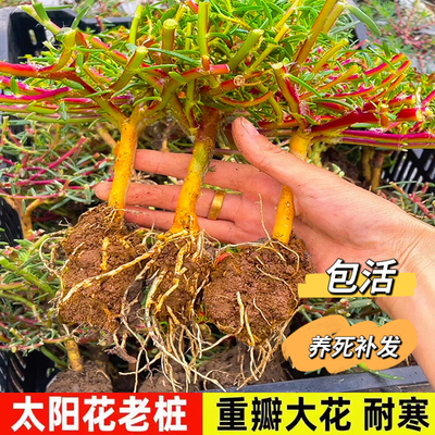 太阳花老桩盆栽重瓣玫红