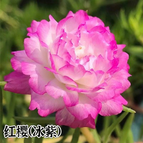分色带花苞发货网红重瓣
