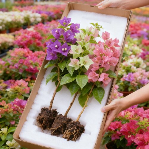 重瓣红三角梅盆栽带花三角梅苗勤花品种爬藤老桩室内花卉植物四季
