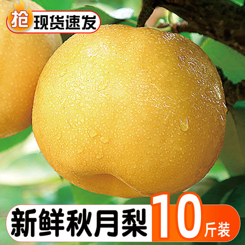 官方推荐新鲜秋月梨10斤梨子新鲜