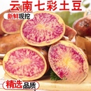 云南大理七彩土豆3 9斤彩虹土豆马铃薯新鲜紫大号洋芋花心